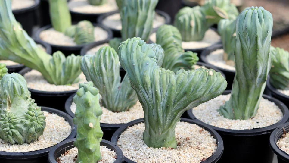 blue smoke cactus plant