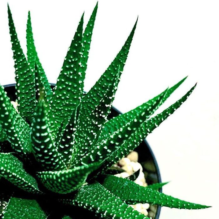 Include These 7 Haworthia Plant Varieties (Or Types) to Enhance Your ...