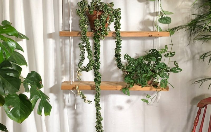 3 Useful Ways to Propagate Hindu Rope Hoya Plant Those will Work Definitely