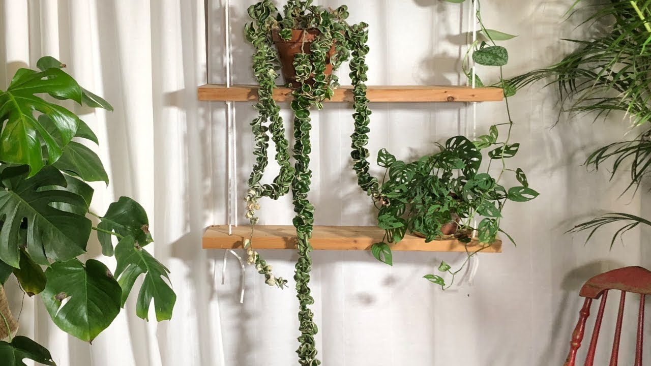 How to Propagate Hindu Rope (Hoya Compacta) Plant Must Try These 3