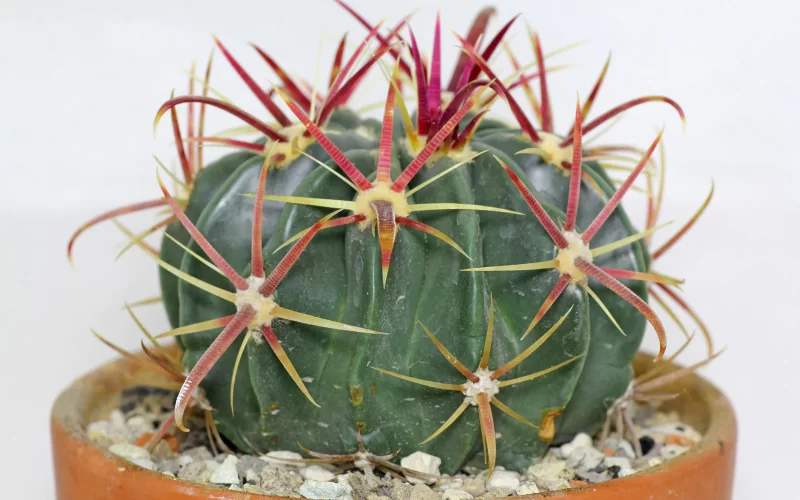 Fishhook Barrel Cactus: Fun Facts & Caring Guide For The Edible Cactus￼