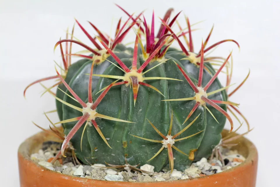 fishhook barrel cactus