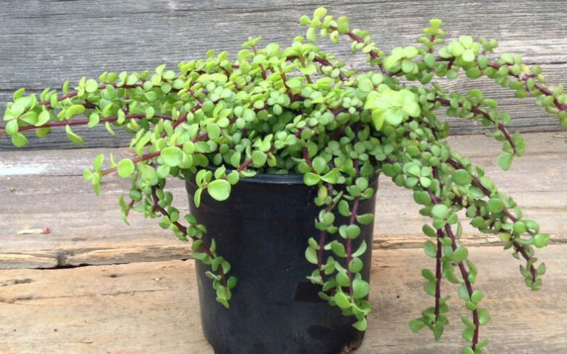 Elephant Bush Propagation: Complete Guide With 100% Effective Propagation Method