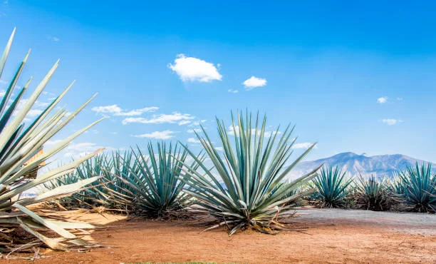 Agave Plant Type