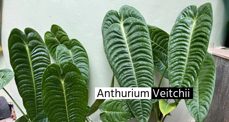 Anthurium Veitchii