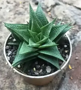 Haworthia lotusiana