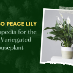 Picasso Peace Lily