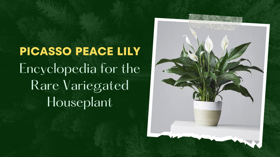 Picasso Peace Lily