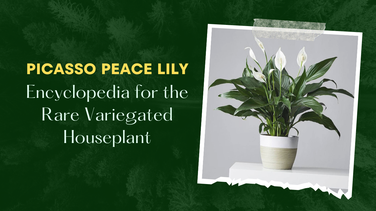 picasso peace lily Peace Lily 'Picasso' - Spathiphyllum walisii