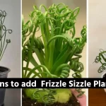 Frizzle Sizzle Plant