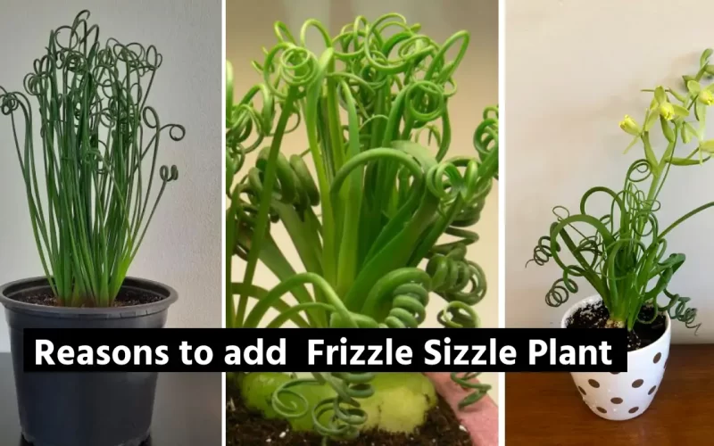 Frizzle Sizzle Plant (Albuca Spiralis) – Why You Should Consider this Spiral Shape Succulent?