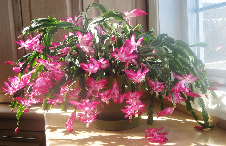 "Christmas Cactus" or "Crab Cactus" or "Holiday Cactus" or "Thanksgiving Cactus"