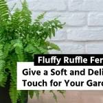 Fluffy Ruffle Fern