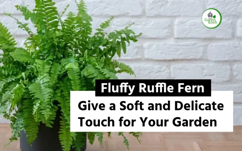 The Fluffy Ruffle Fern: A Soft and Delicate Touch for Your Garden