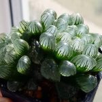 Haworthia-Ice Jade Plant