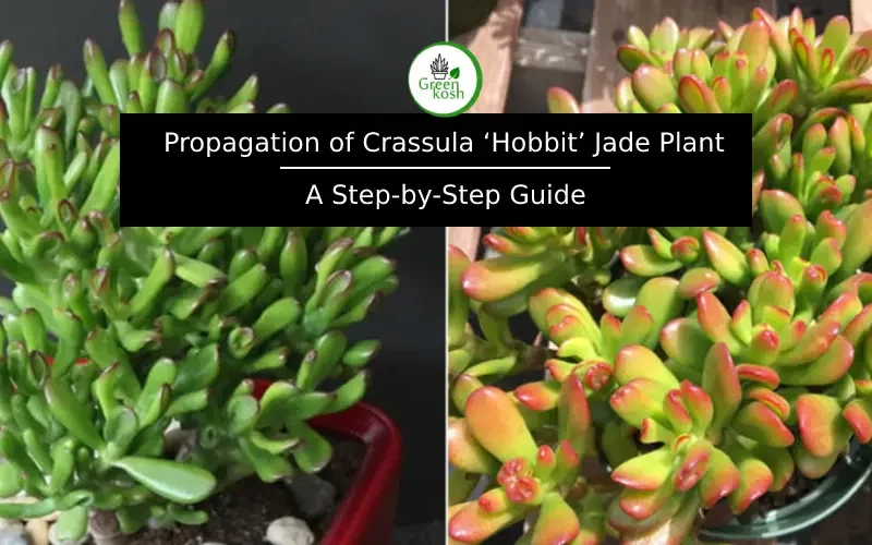 Propagate Crassula ‘Hobbit’ Jade Plant: A Step-by-Step Guide