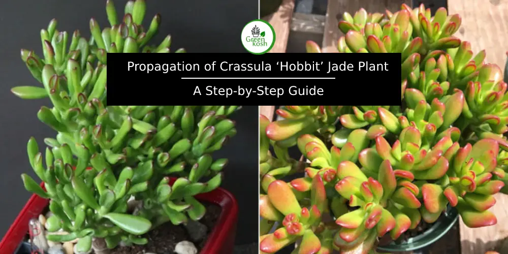 Propagate Crassula 'Hobbit' Jade Plant A StepbyStep Guide Greenkosh