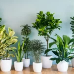 Best Indoor Plants for Oxygen