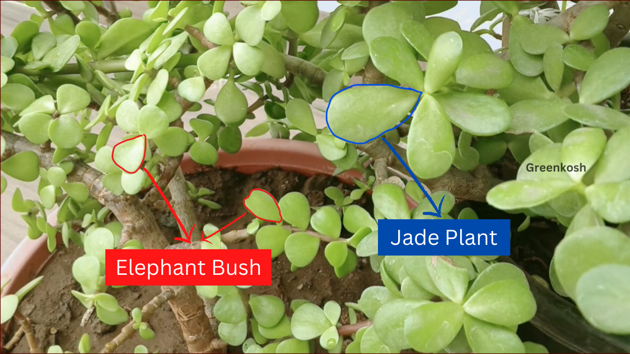 Jade Plant vs Elephant Bush: The Quest for the Perfect Houseplant