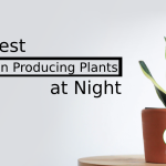 Highest Oxygen Producing Plants at Night