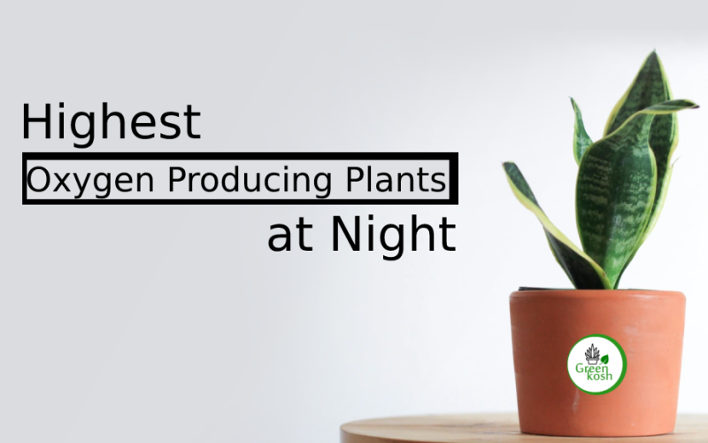 Highest Oxygen Producing Plants at Night: The Top CAM Plants for a Healthier Indoor Environment