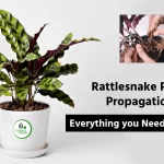 Rattlesnake Plant Propagation