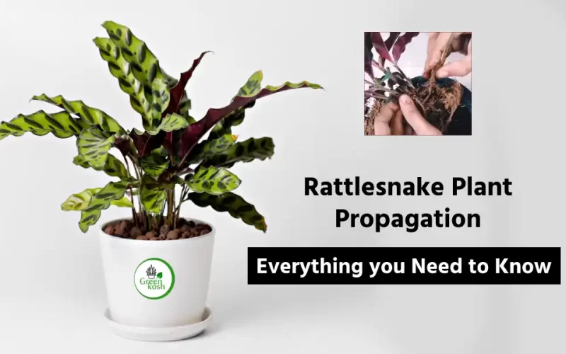 Rattlesnake Plant Propagation: Techniques and Methods