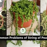 Problems of 'String of Pearls'