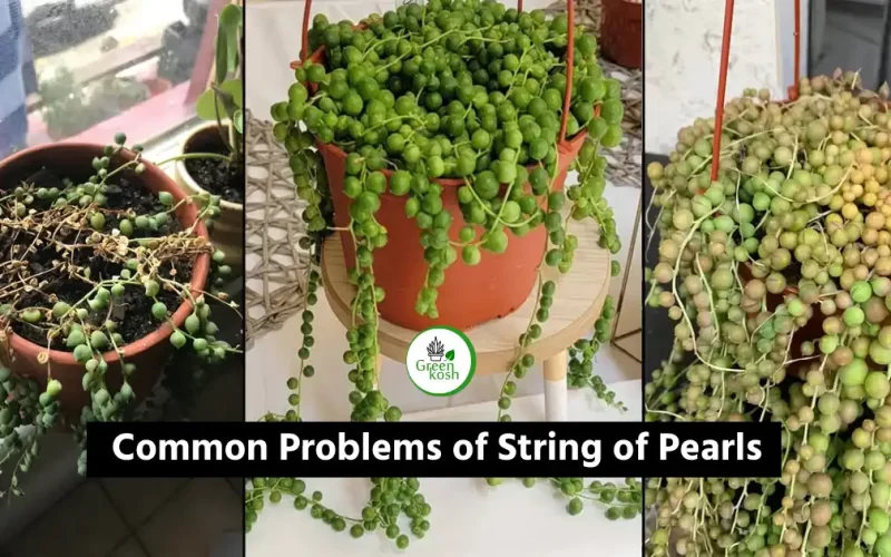 String of Pearls Common Problems: How to Recognize and Solve Them