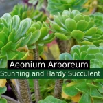 aeonium arboreum