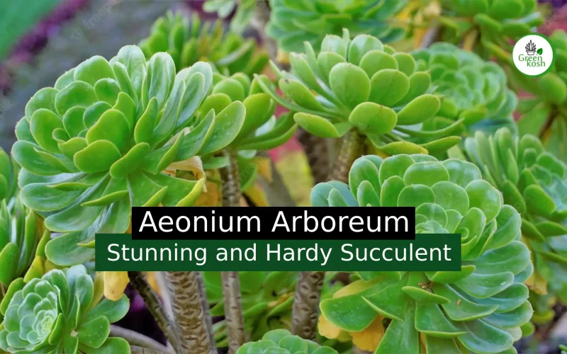 Unveiling the Beauty of Aeonium Arboreum: The Tree-like Succulent