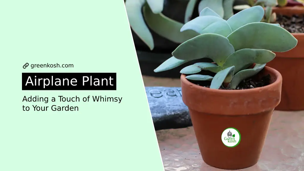 Fly High with an Airplane Plant (Crassula Falcata) A Beginner's Guide