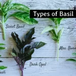 Basil Types