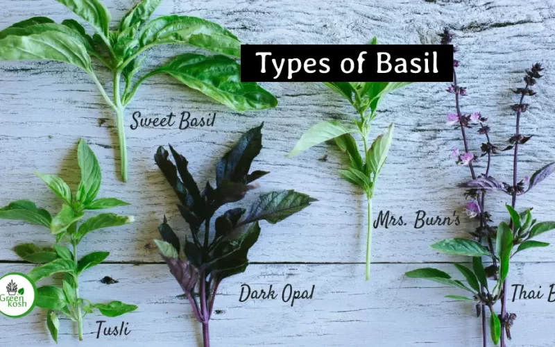 Different Varieties & Types of Basil (Tulsi): Understanding their Flavors and Uses