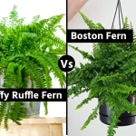 Fluffy Ruffle Fern vs Boston Fern