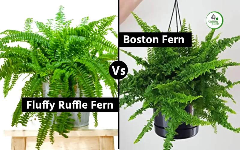 Fluffy Ruffle Fern vs Boston Fern – Here are details to Spot the Differences!