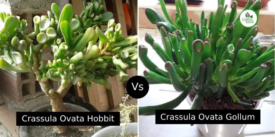 Crassula Ovata ‘Hobbit’ vs ‘Gollum’ Jade Plant