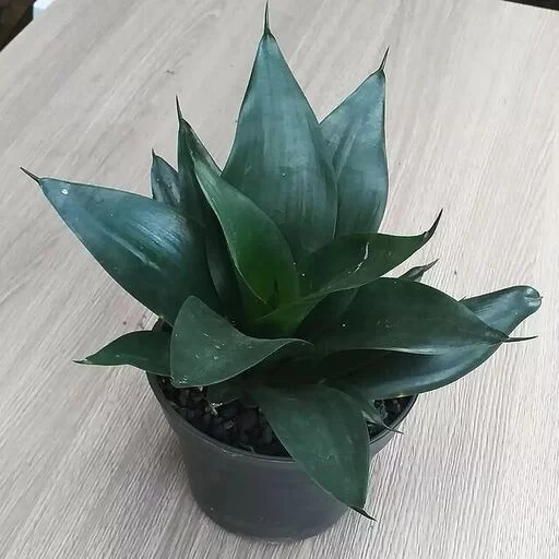 Sansevieria Hahnii - Green Mould