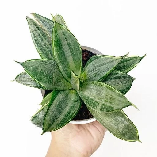 Sansevieria Silver Frost