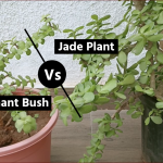 Jade Plant vs Elephant Bush