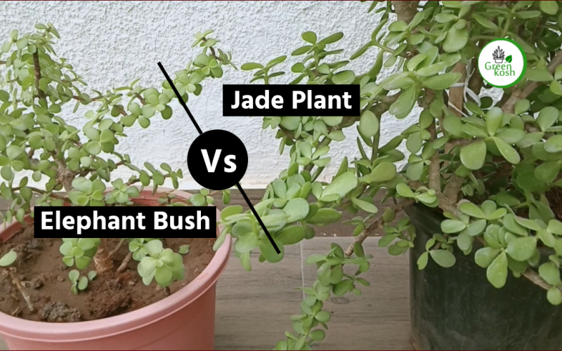 Jade Plant vs Elephant Bush: The Quest for the Perfect Houseplant