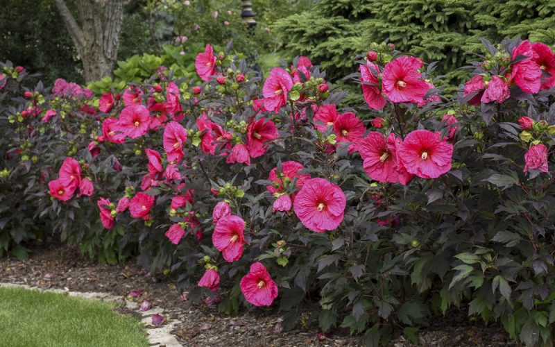 How to keep Hibiscus Plant Blooming?