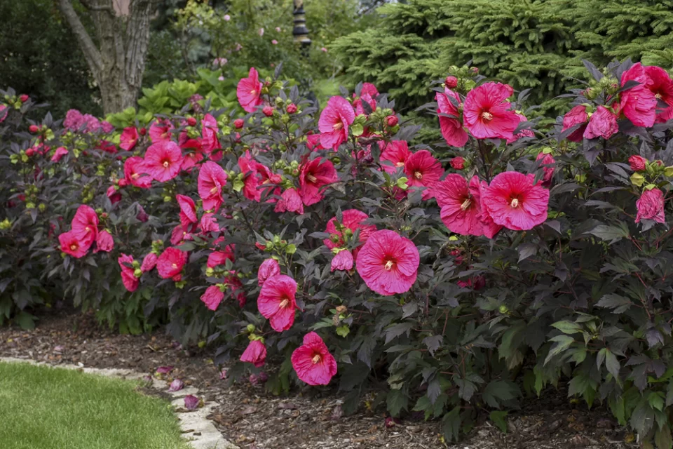 Hibiscus Blooming