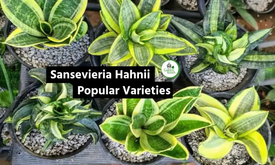 Sansevieria Hahnii Popular varieties