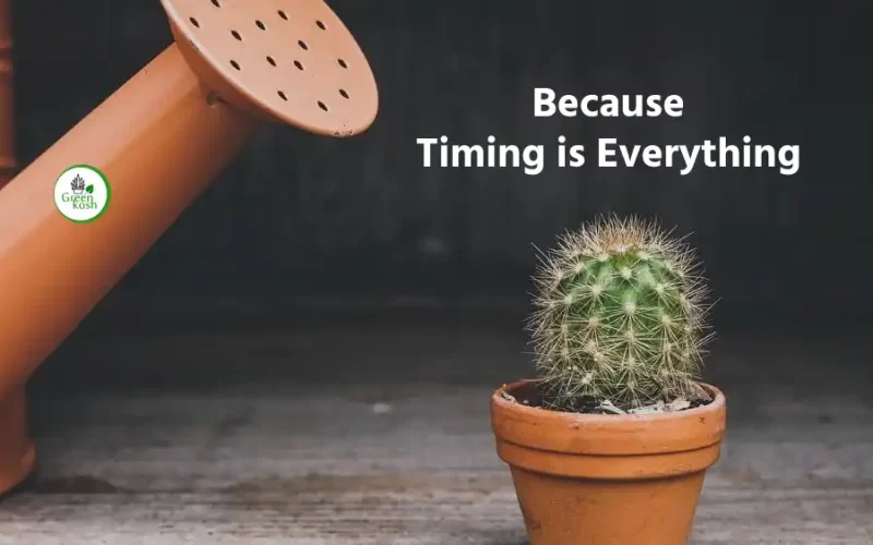 Know the Worst Time to Watering Plants Because Timing is Everything
