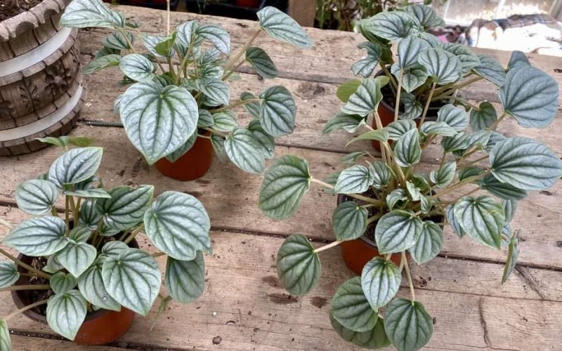 Peperomia Frost Care: A Guide to this Elegant Houseplant