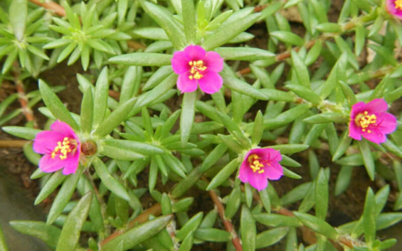 Kiss Me Quick Plant (Portulaca Pilosa) – A Colorful and Easy-to-Grow Succulent