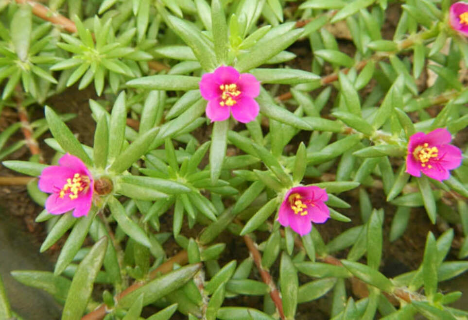 Kiss Me Quick Plant (Portulaca Pilosa) - A Colorful and Easy-to-Grow ...