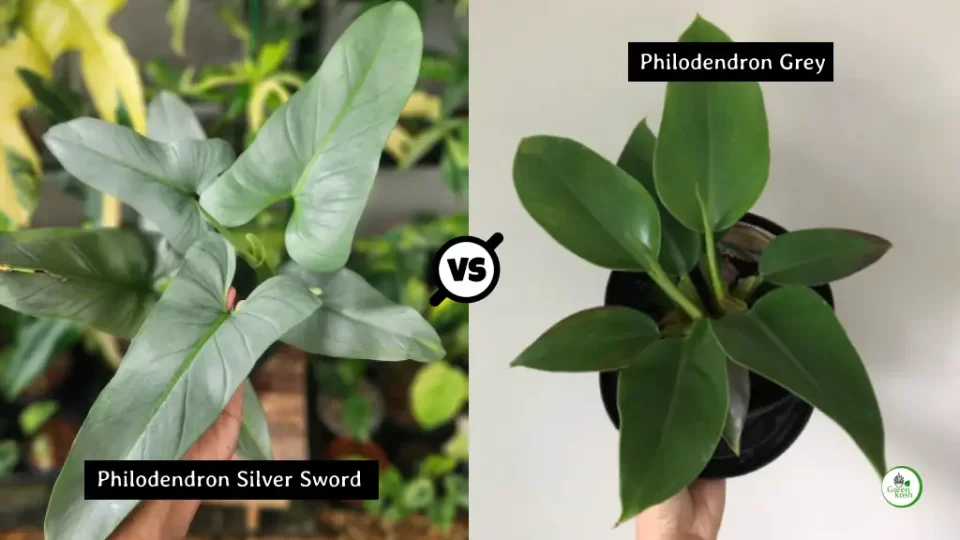 Difference between 'Philodendron Grey' and 'Philodendron Silver Sword'