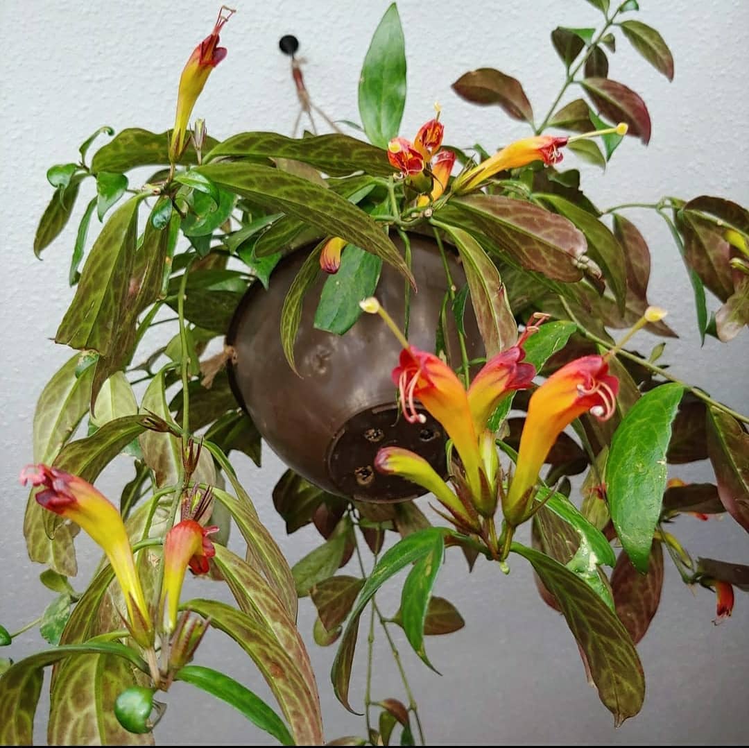 Lipstick Plant Varieties A Z Guide Everything You Need To Know Greenkosh 0895